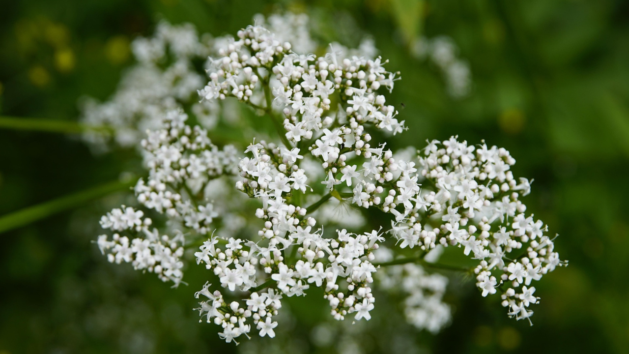 Valeriana 3